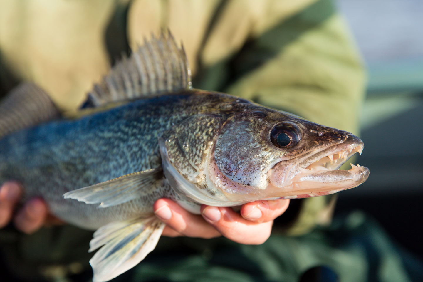 Fish Sampling Reports