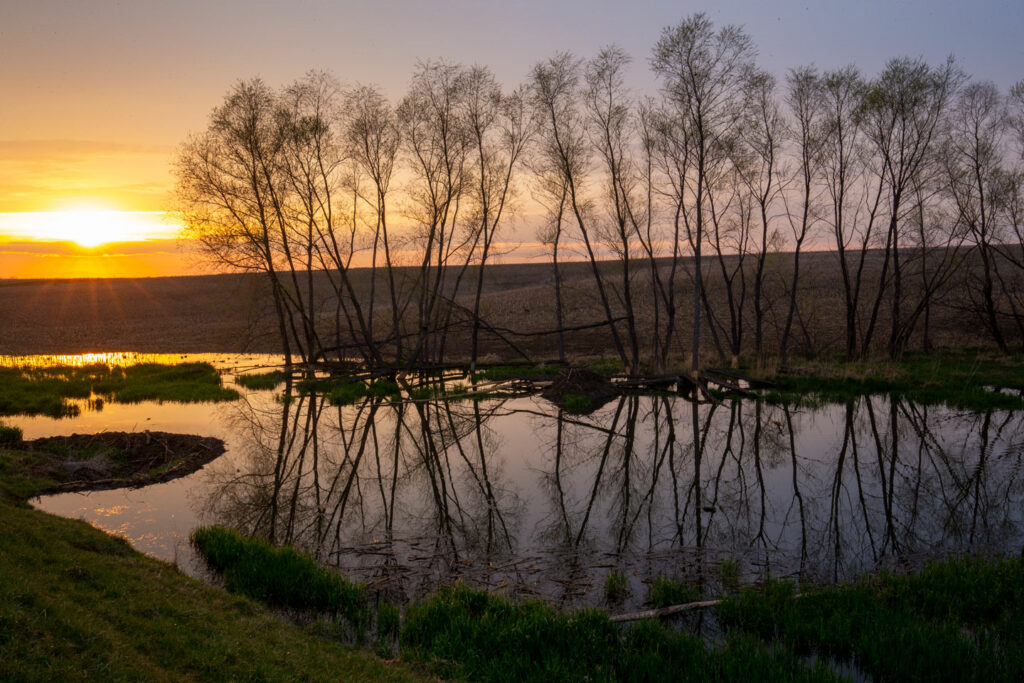 Sun sets of a wetland surrounded by thin, wispy trees.