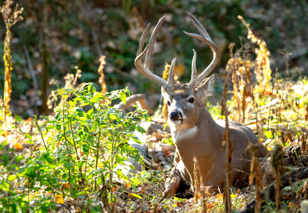 A buck stands among green foliage.