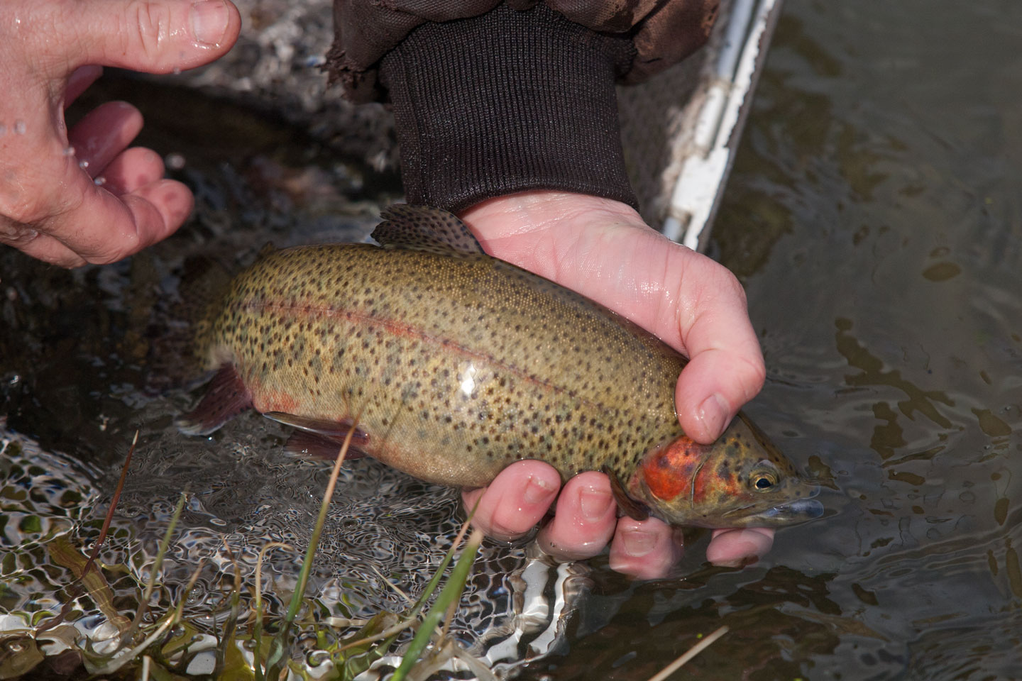 Fish Stocking Program