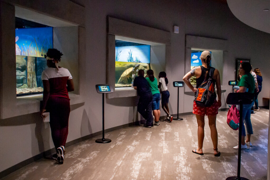 students look at various aquariums featuring fish and reptiles