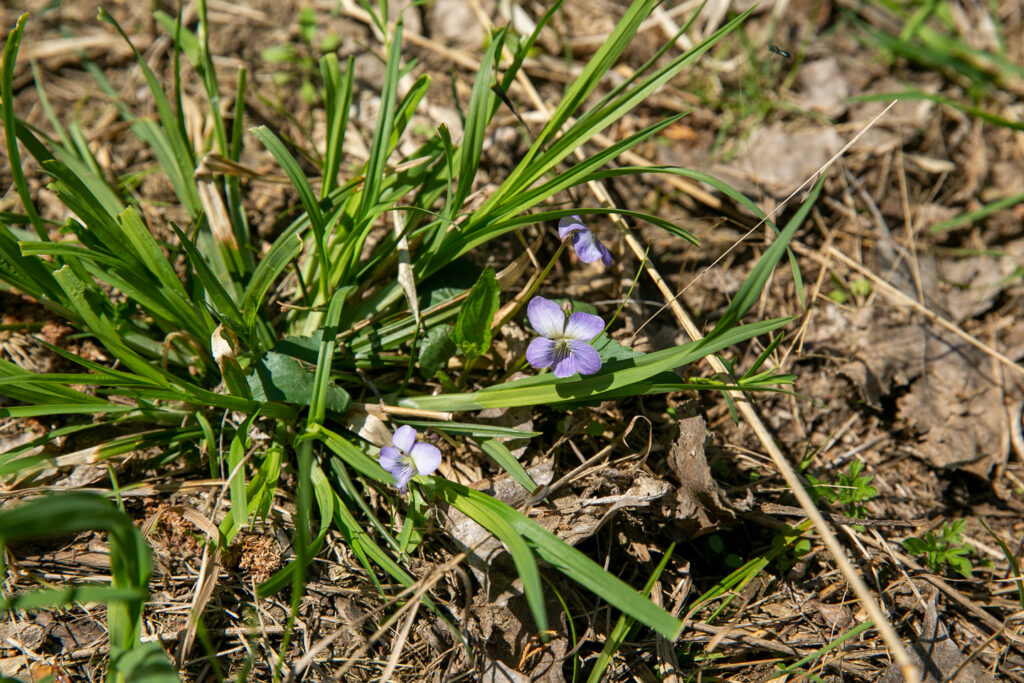 Purple wild violet flowers