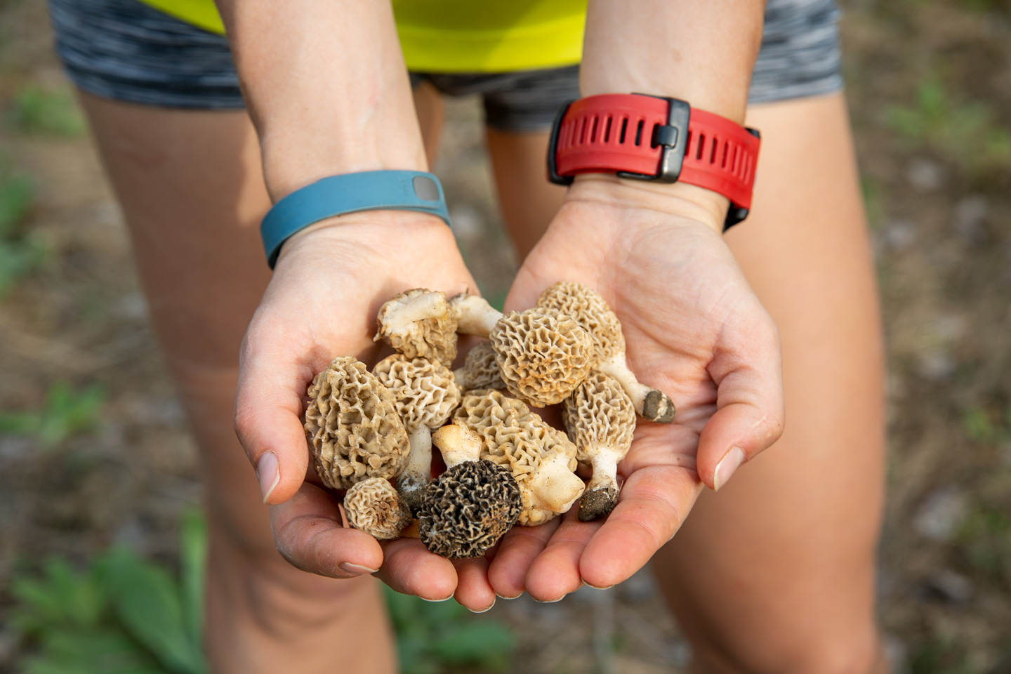 Hunt morels