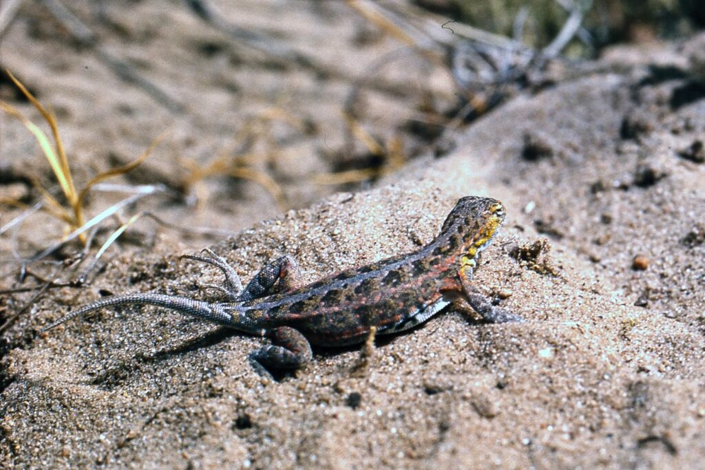 Lesser earless lizard on a rock.