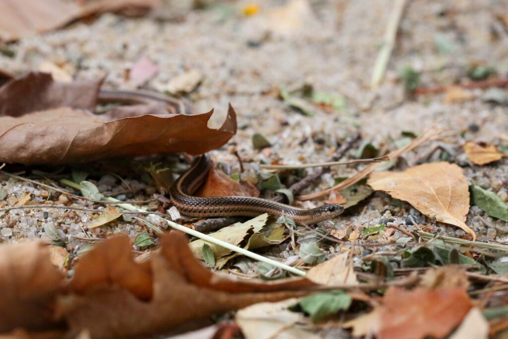 Lined snake on the ground.