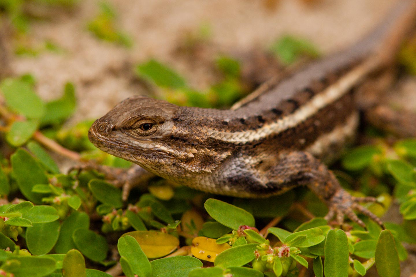 Lizards of Nebraska