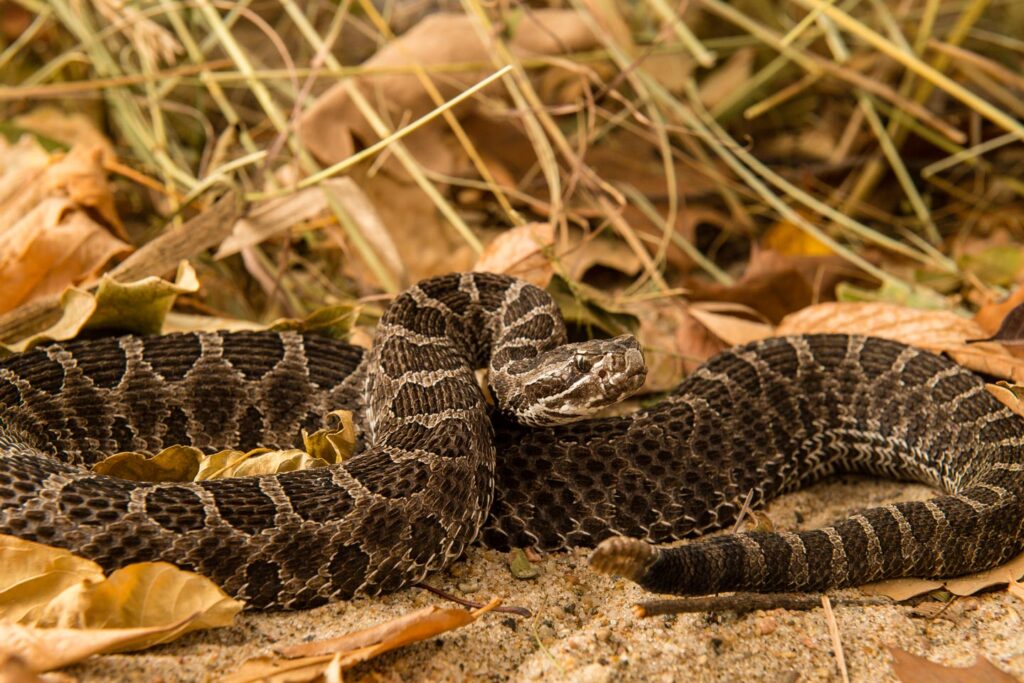 Massasauga on the ground.