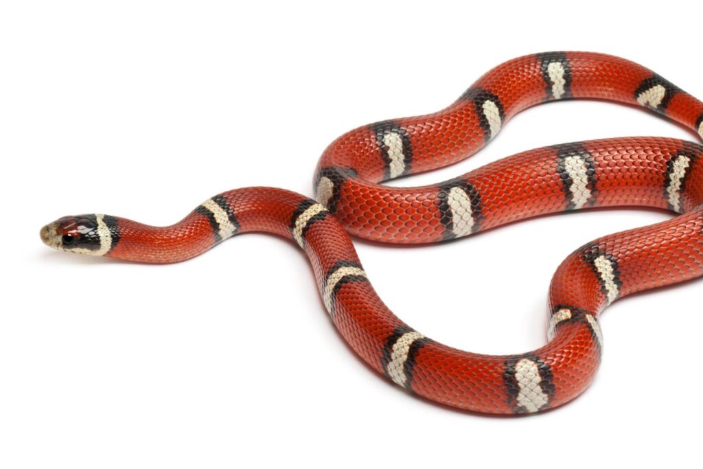 Milk snake on a white background