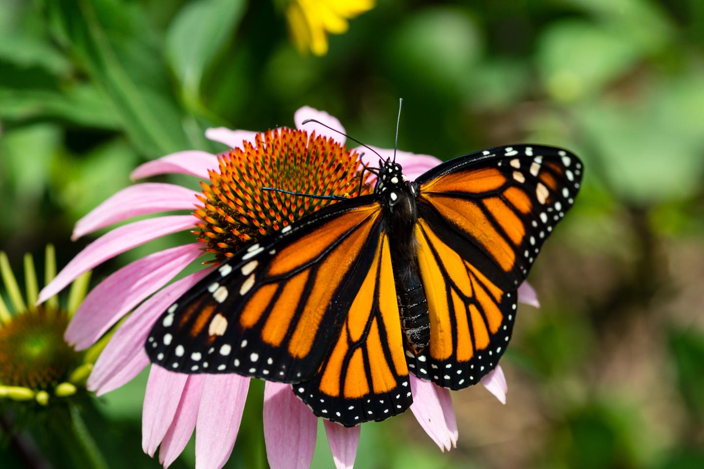 Research for Pollinators