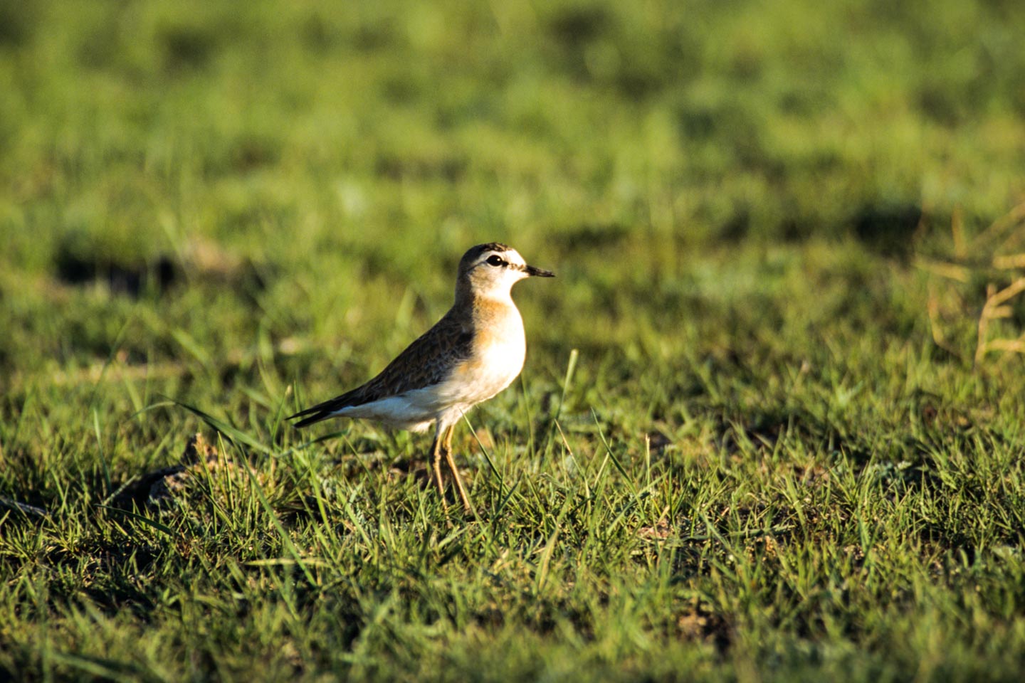 Mountain Plover