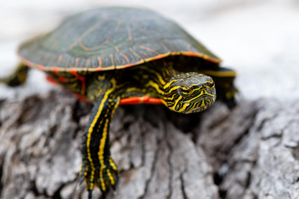 Northern painted turtle on a tree stump.