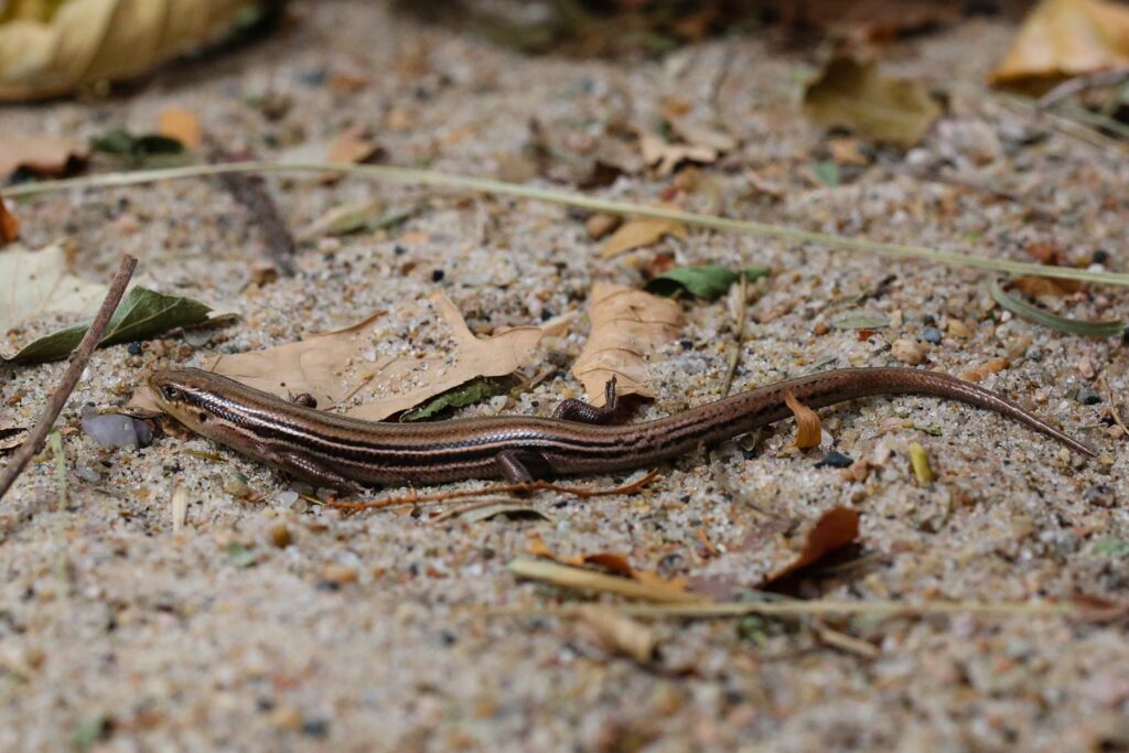 Northern prairie skink in the dirt.