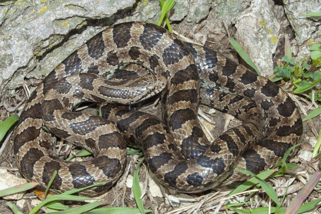 Prairie kingsnake on a rock