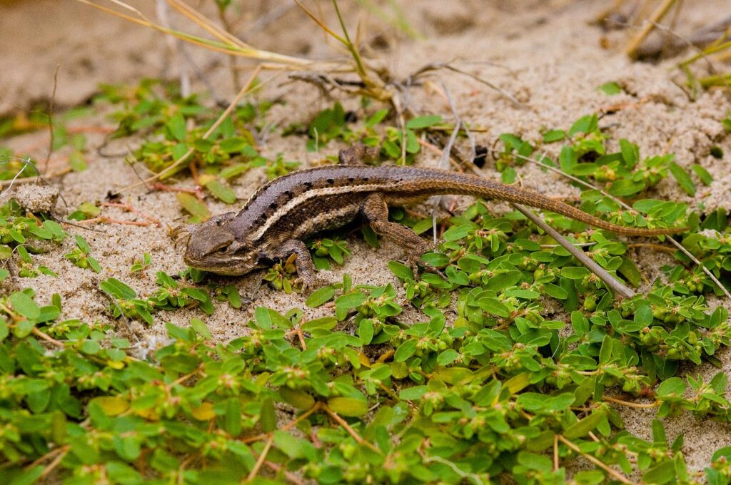 Prairie lizard on a rock