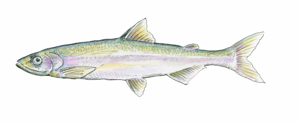 Rainbow Smelt illustration