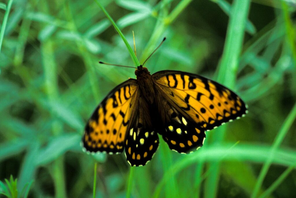 Regal fritillary seen from above on grass.