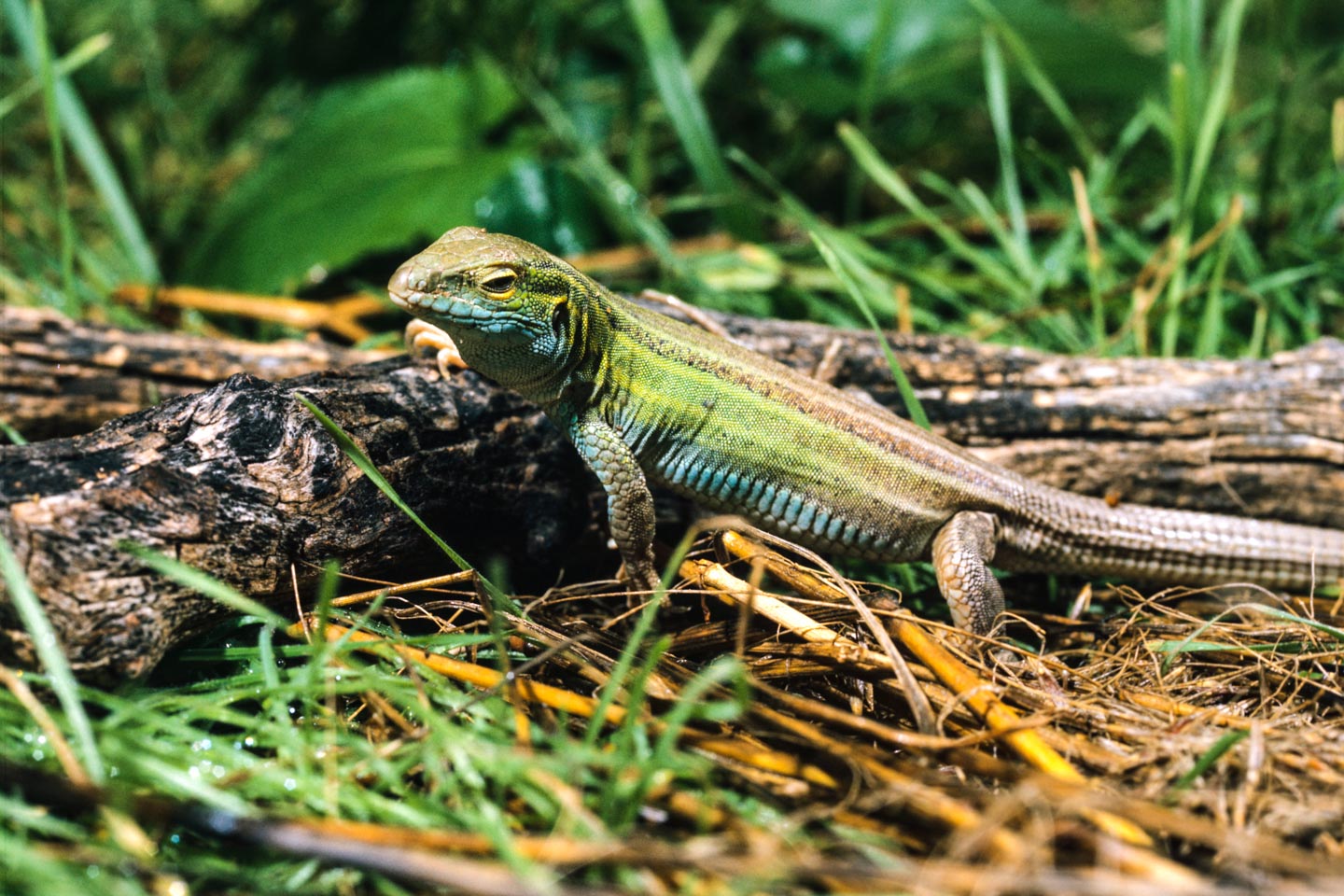 Reptiles of Nebraska