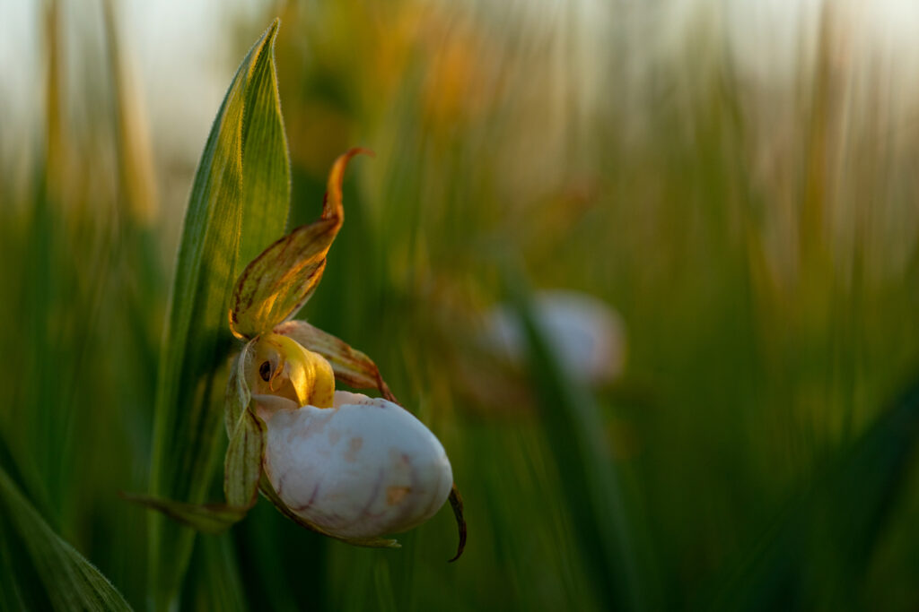 Close-up of a small white lady's slipper orchid blooming in a wet meadow.