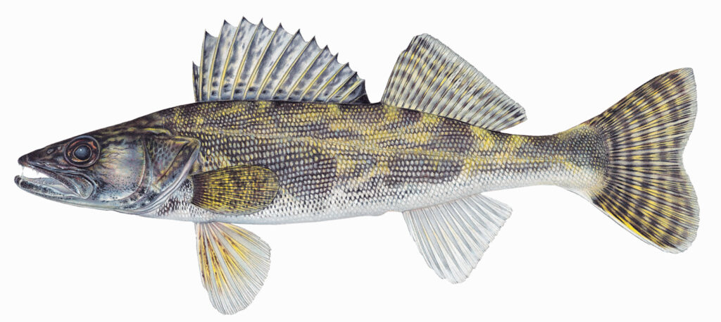 Illustration of a saugeye fish