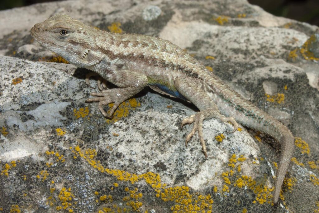 Sagebrush lizard on a rock.