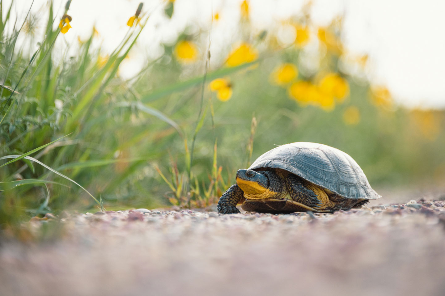 Nebraska Natural Legacy Project