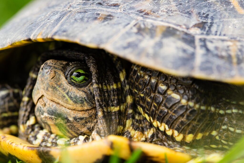 Closeup of a slider with head partially retracted under shell.