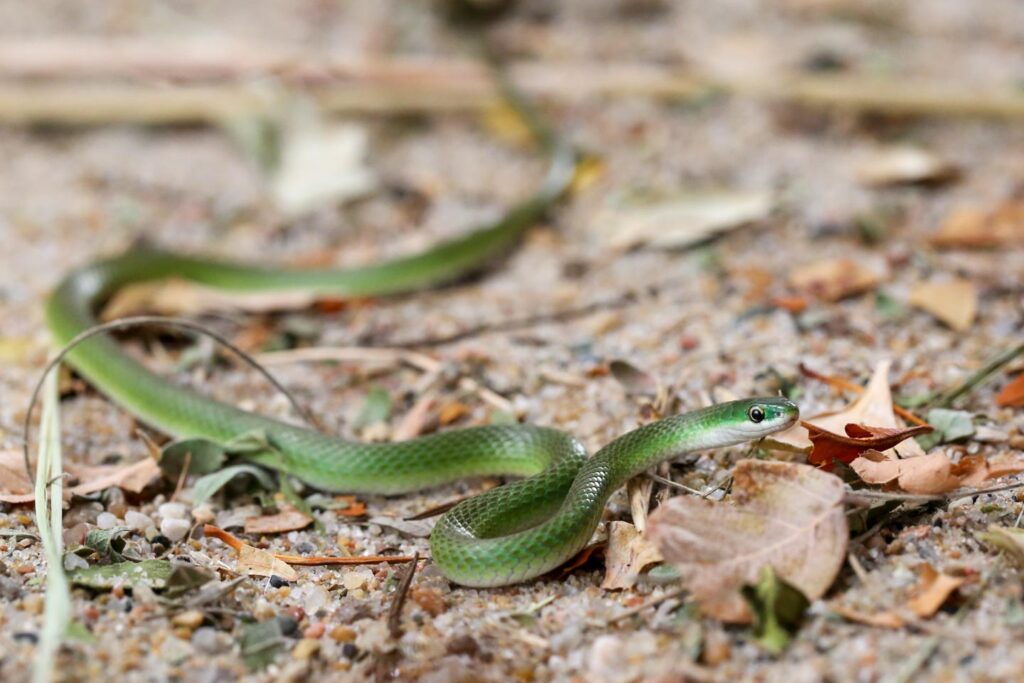 Smooth green snake on the ground.