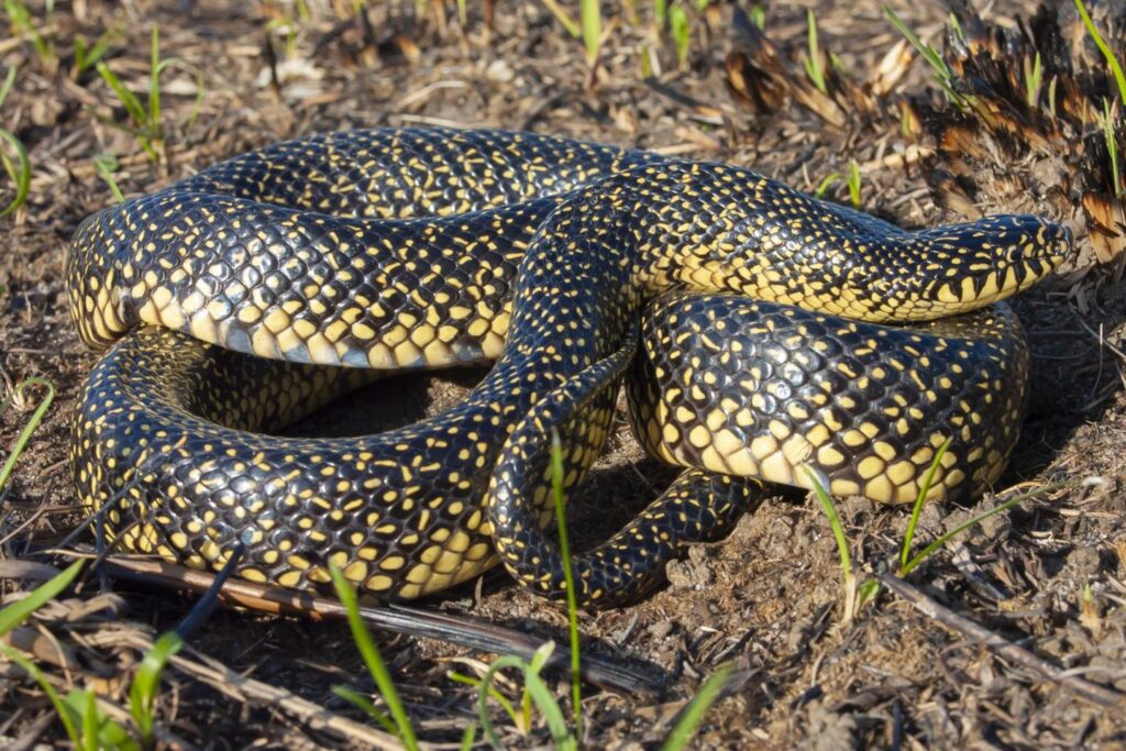 Speckled kingsnake on ground