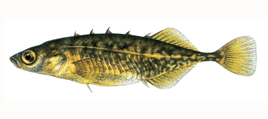 Illustration of a brook stickleback.