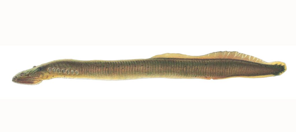 Illustration of a chestnut lamprey.