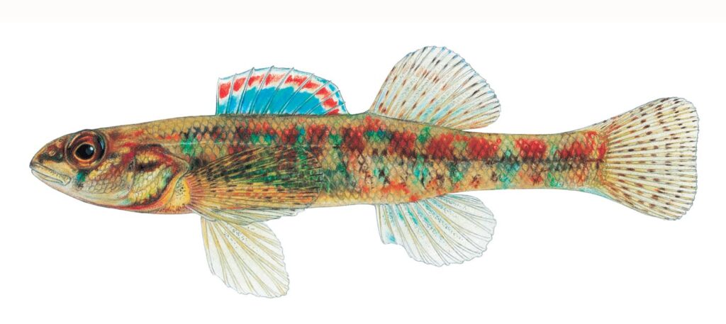 Illustration of an Iowa darter.