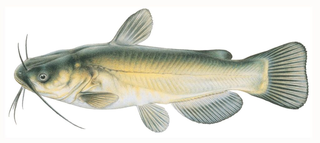 Illustration of a black bullhead.