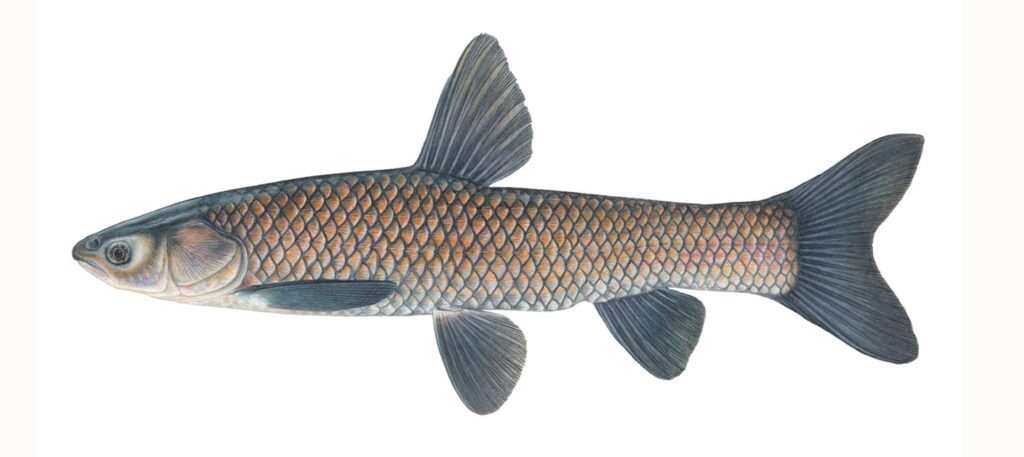 Illustration of a black carp.