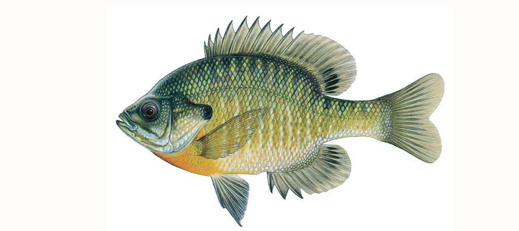 Illustration of a bluegill.