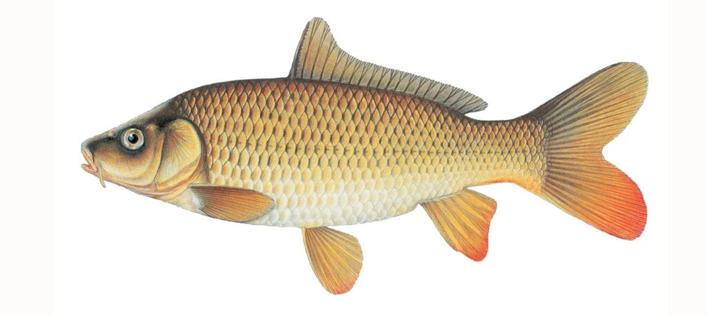 Illustration of a common carp.