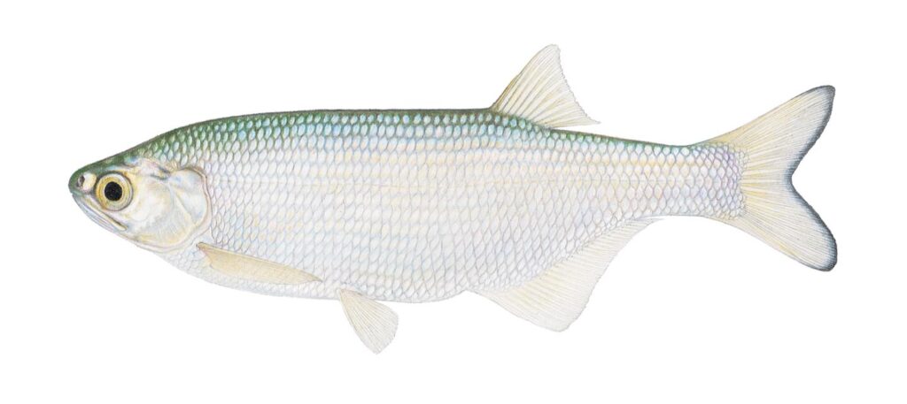 Illustration of a goldeye