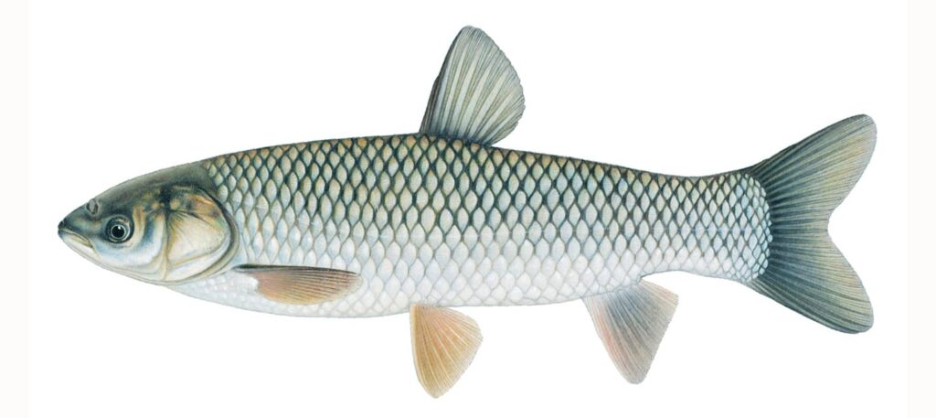 Illustration of a grass carp.