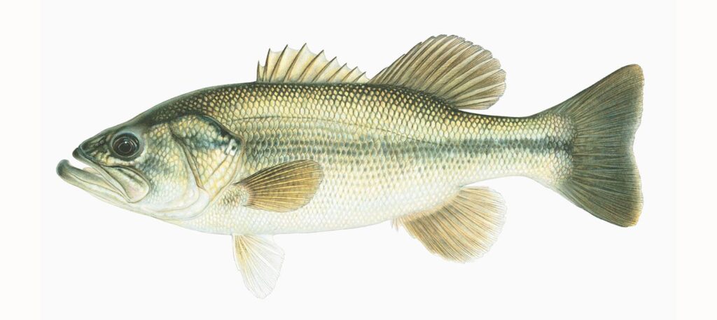 Illustration of a largemouth bass.