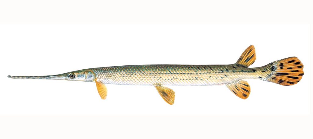 Illustration of a longnose gar.