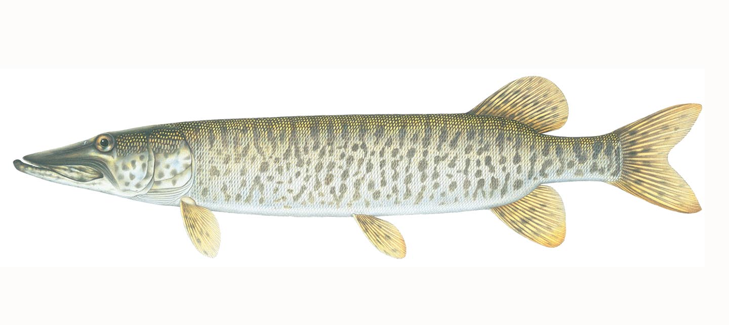 Pike