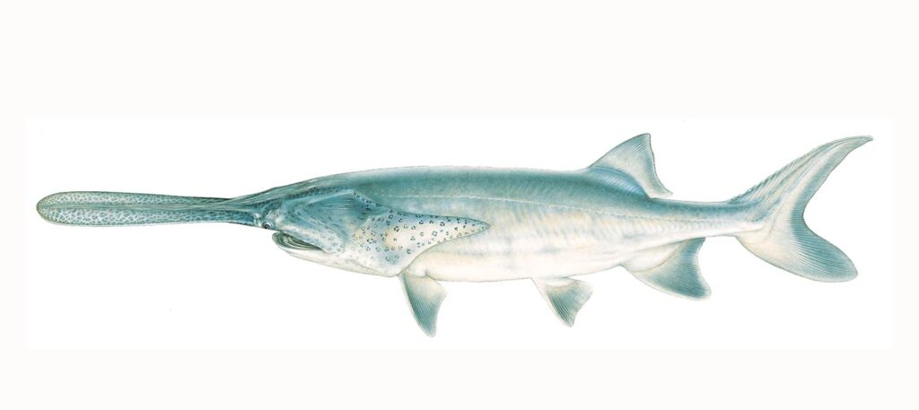 Illustration of a paddlefish.