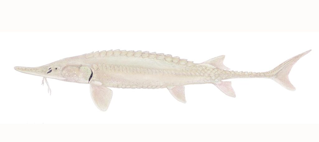 Illustration of a pallid sturgeon.