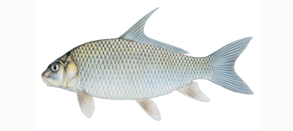 Illustration of a quillback.