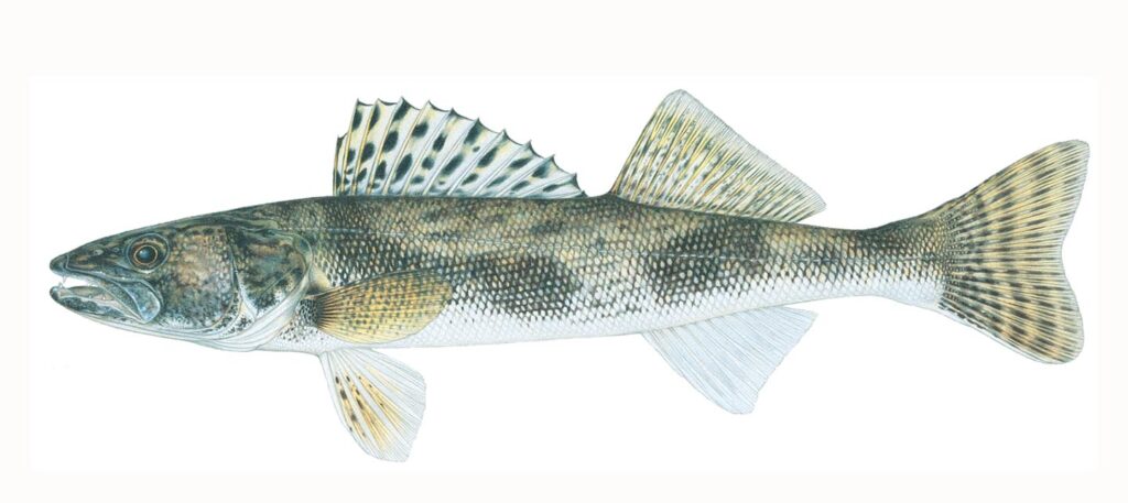 Illustration of a sauger.