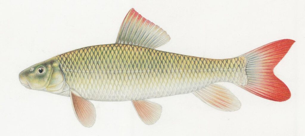 Illustration of a shorthead redhorse.