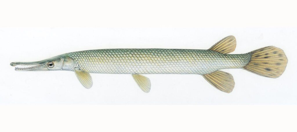 Illustration of a shortnose gar.