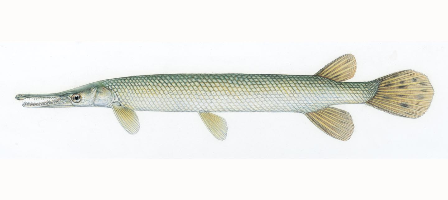 Gar