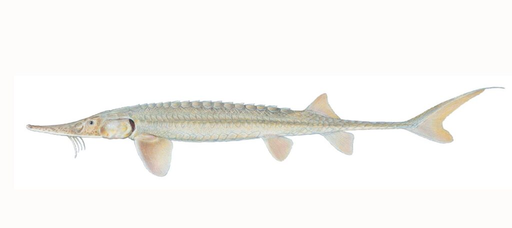 Illustration of a shovelnose sturgeon.