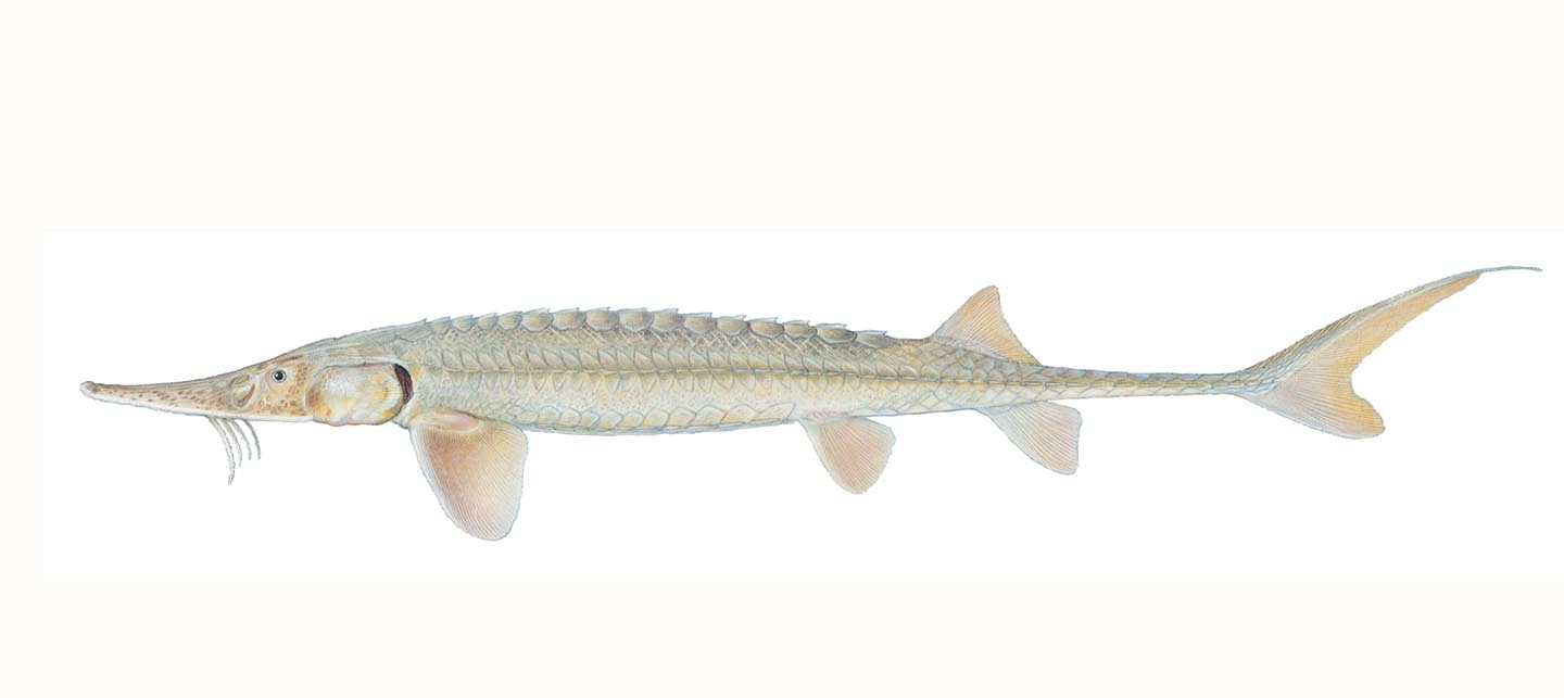 Sturgeon