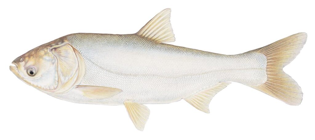 Illustration of a silver carp.